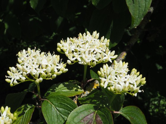 Red-osier dogwood