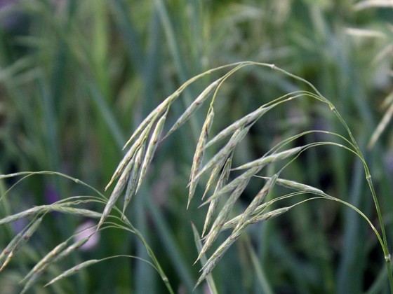 Bromus kalmii