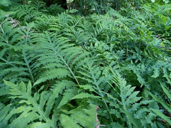 Sensitive fern