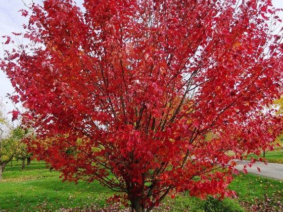 Red maple