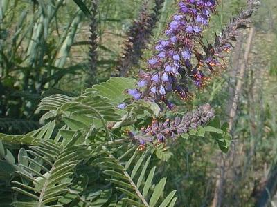 Leadplant