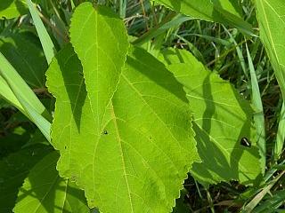 Swamp milkweed