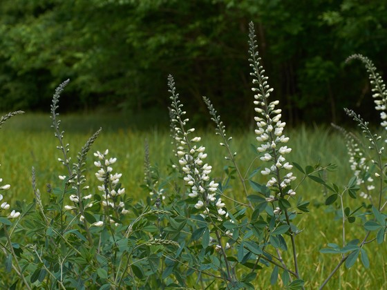 Baptisia alba