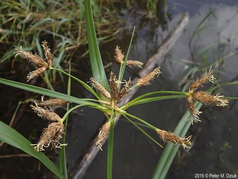 River Bulrush