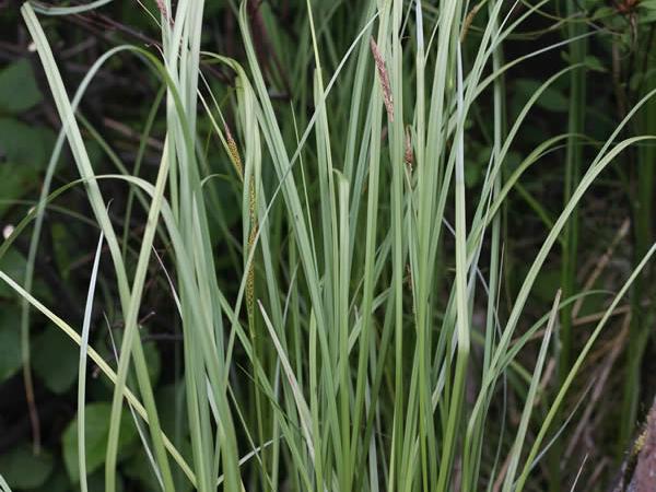 Leafy tussock sedge