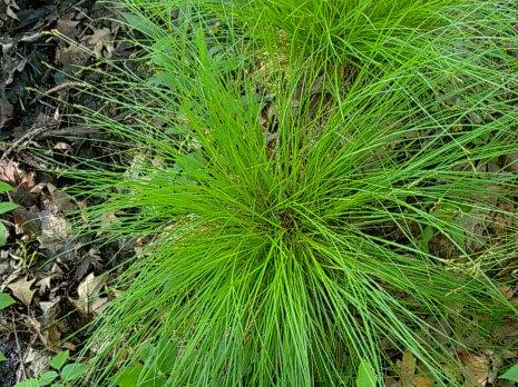 Brome-Like Sedge