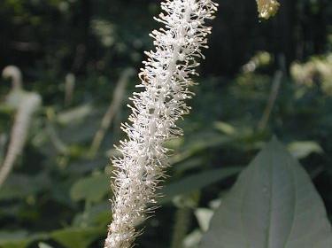 Longhair sedge