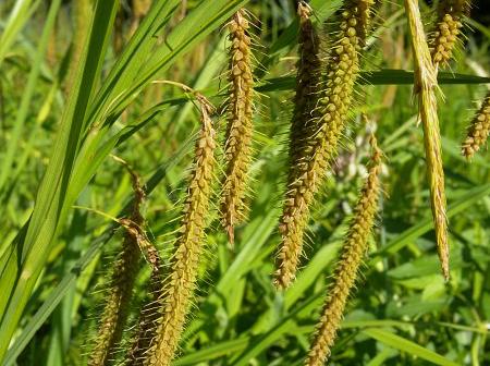 Fringed Sedge