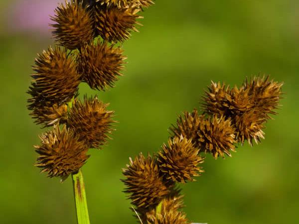 Crested Sedge