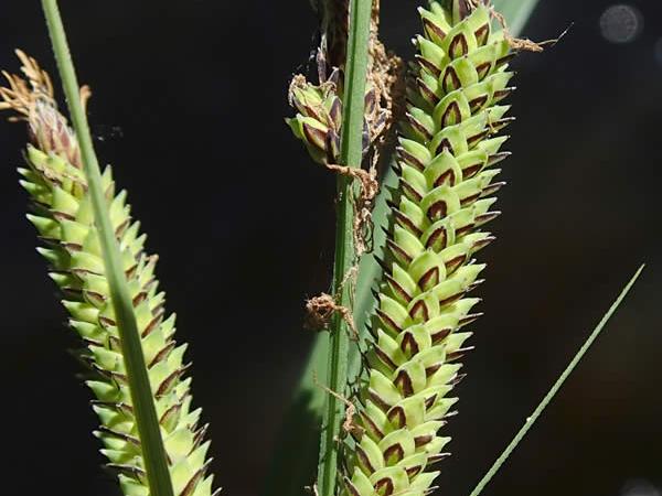 Emory's Sedge