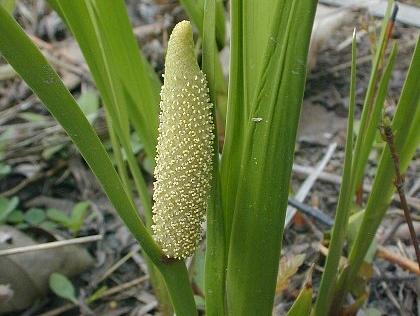 Frank's sedge