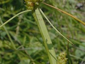 Limestone meadow sedge