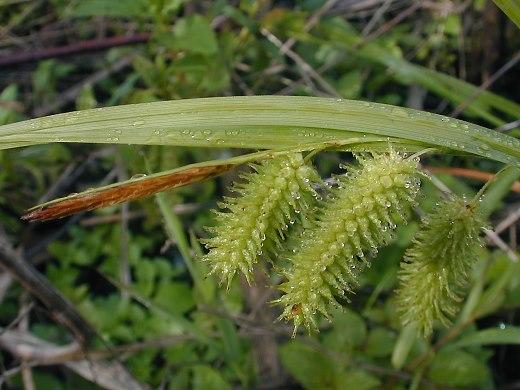 Bottlebrush sedge