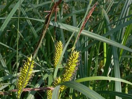 Hairy sedge