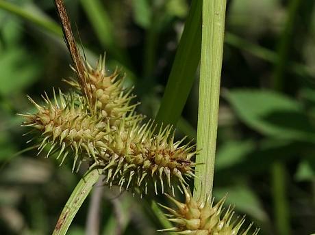 Shallow sedge