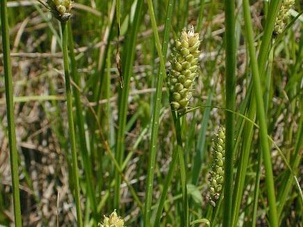 Wooly Sedge