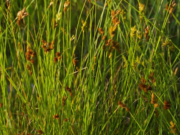 Pointed Broom Sedge