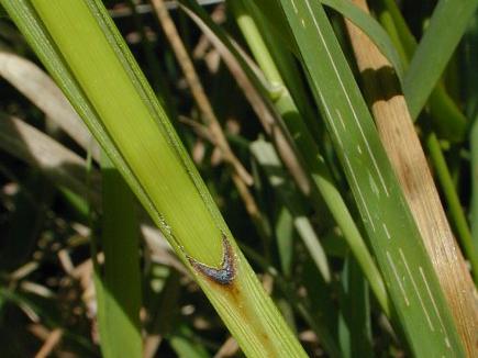 Hairy Fruited Sedge