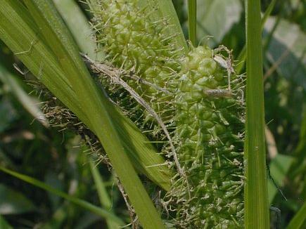 American fox sedge