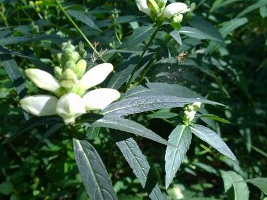 White Turtlehead