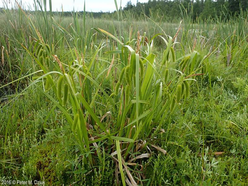 Swamp-loosestrife