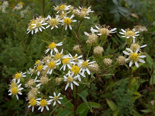 Umbellate aster