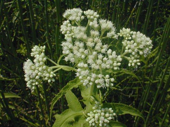 Boneset