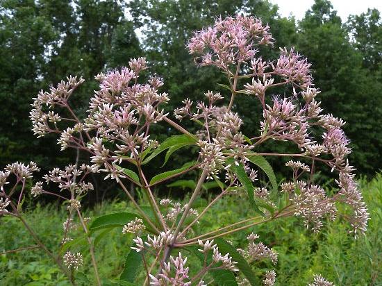 Hollow Joe-Pye Weed