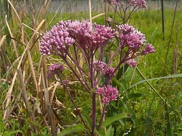 Spotted Joe-Pye Weed