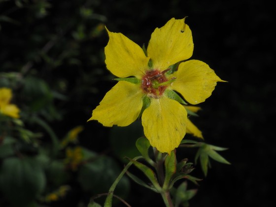 Fringed loosestrife