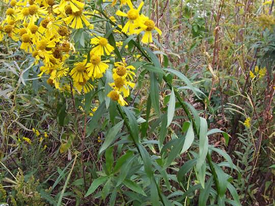 Common sneezeweed