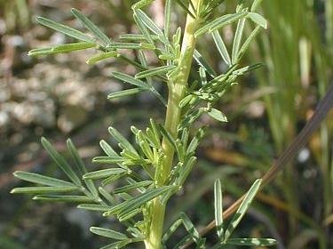 Marsh blazingstar