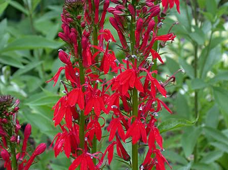 Scarlet lobelia