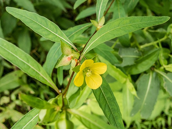 Ludwigia alternifolia