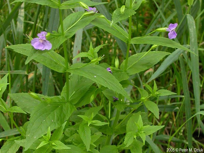 Monkeyflower