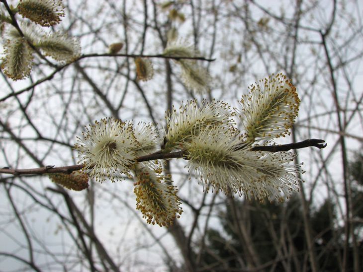 Pussy Willow