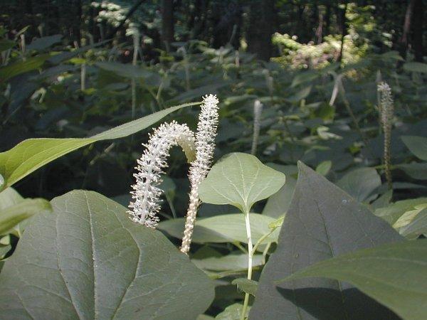 Lizard's Tail