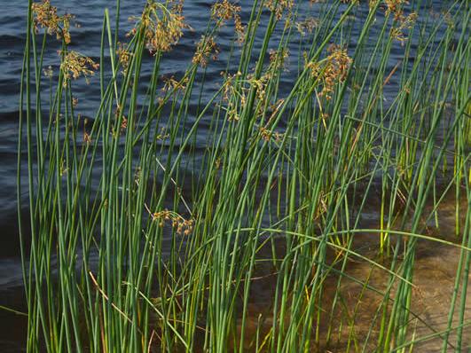 Great bulrush