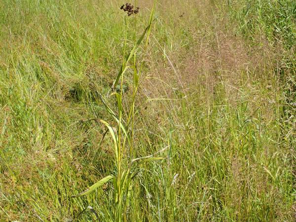 Dark Green Bulrush