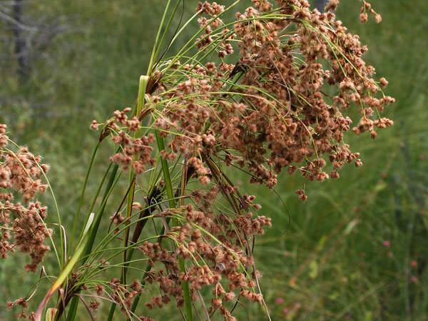 Cotton-grass bulrush