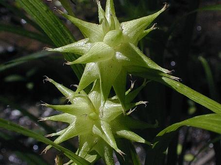 Broadfruit bur-reed