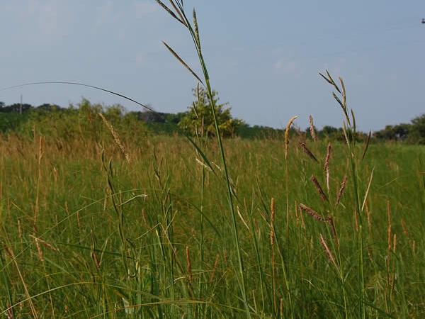 Prairie Cordgrass