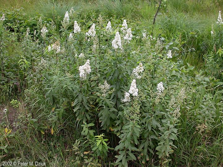 Meadowsweet