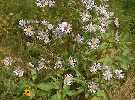 Swamp Aster