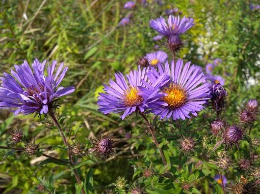 American blue vervain