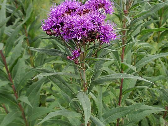 Prairie ironweed