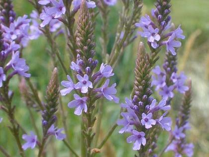 Veronicastrum Virgicum