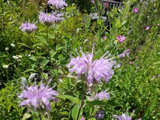 Beebalm