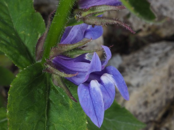 Blue lobelia