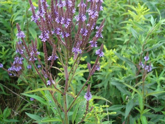 American blue vervain